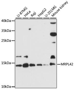 MRPL42 Antibody