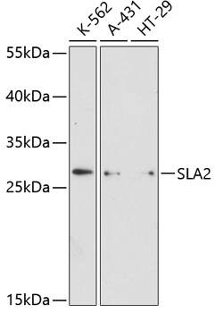 SLA2 Antibody