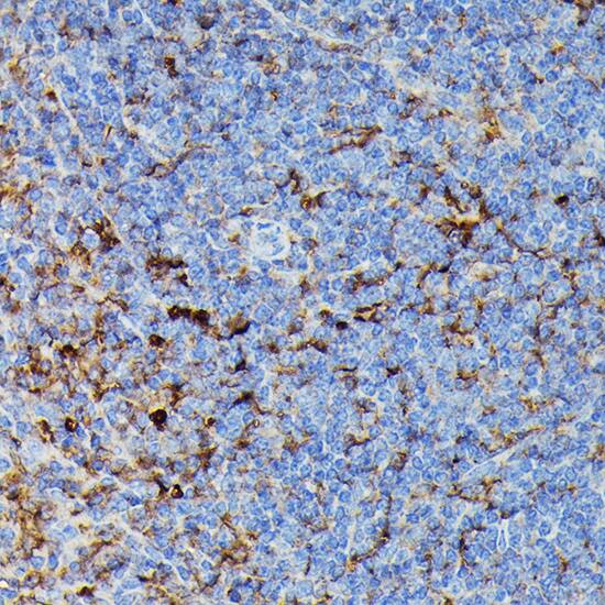 HLA DPB1 Antibody