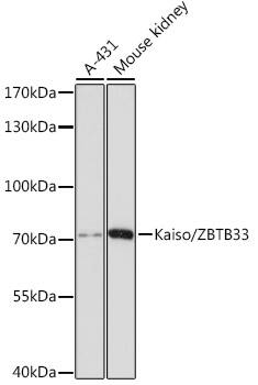 Kaiso Antibody