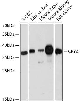 CRYZ Antibody