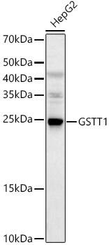 GSTT1 Antibody