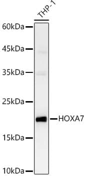 HOXA7 Antibody