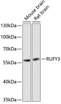 RIPX Antibody