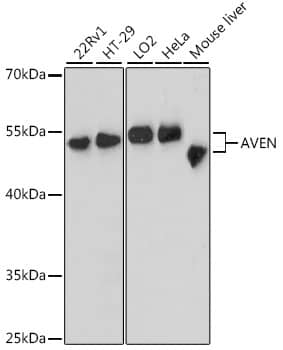 AVEN Antibody