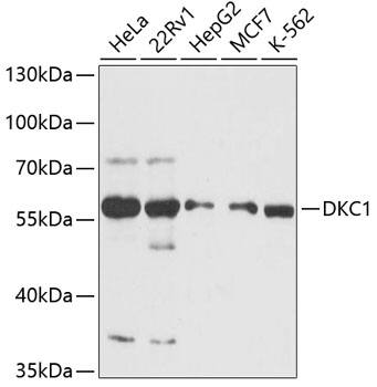 DKC1 Antibody