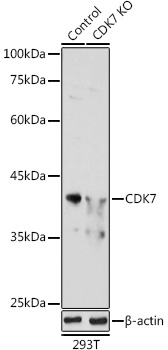 Cdk7 Antibody