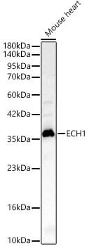 ECH1 Antibody