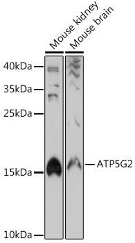 ATP5G2 Antibody