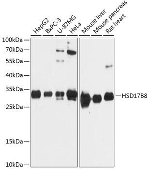 HSD17B8 Antibody