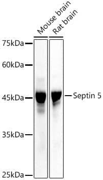 Septin-5 Antibody