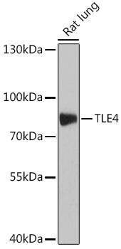 TLE4 Antibody