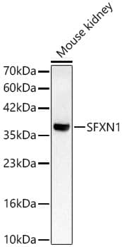 SFXN1 Antibody