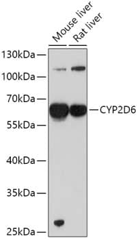 Cytochrome P450 2D6 Antibody