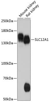 NKCC2/SLC12A1 Antibody