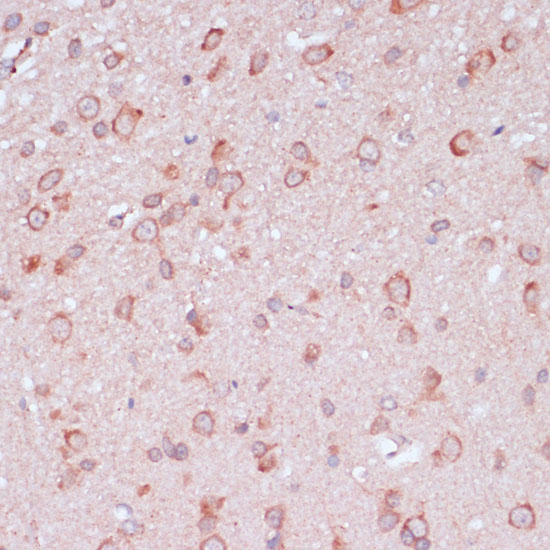 RPL32 Antibody