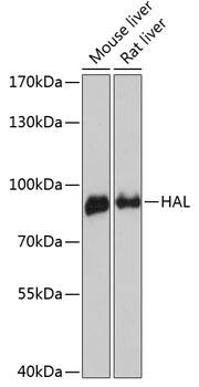 Histidase Antibody