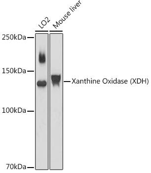 Xanthine Oxidase Antibody