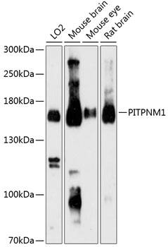 NIR2 Antibody