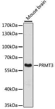 PRMT3 Antibody