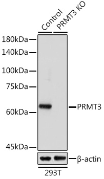 PRMT3 Antibody