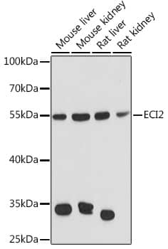 PECI Antibody