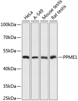 PPME1 Antibody