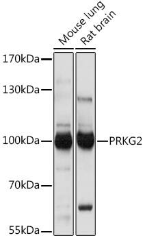 cGK2/PRKG2 Antibody