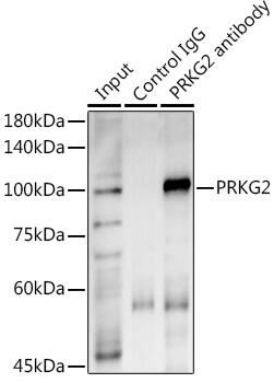 cGK2/PRKG2 Antibody