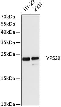 VPS29 Antibody