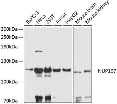 Nucleoporin 107 Antibody