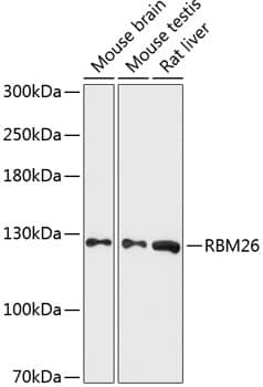 RBM26 Antibody