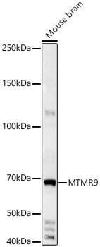 MTMR9 Antibody