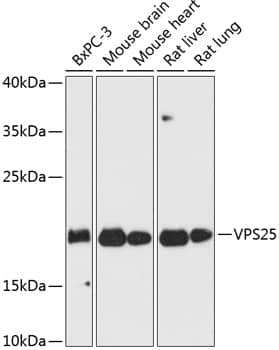 VPS25 Antibody