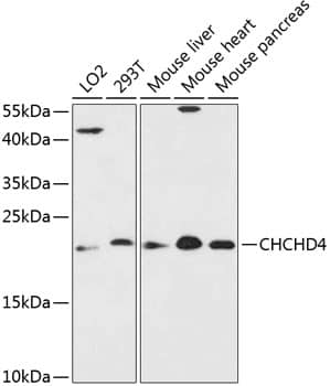 CHCHD4 Antibody