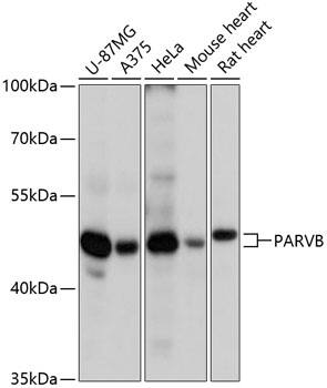 PARVB Antibody