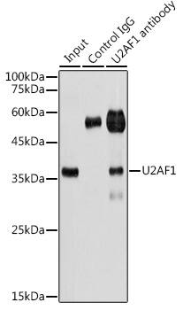 U2AF35 Antibody