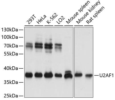 U2AF35 Antibody