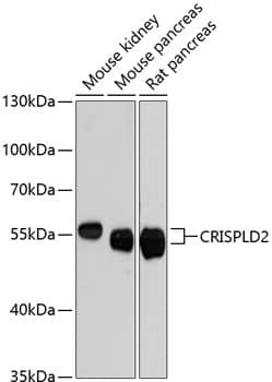 CRISPLD2 Antibody