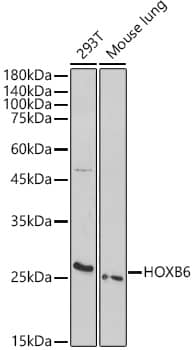 HOXB6 Antibody