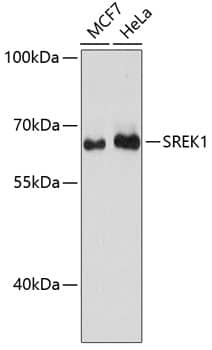 SFRS12 Antibody