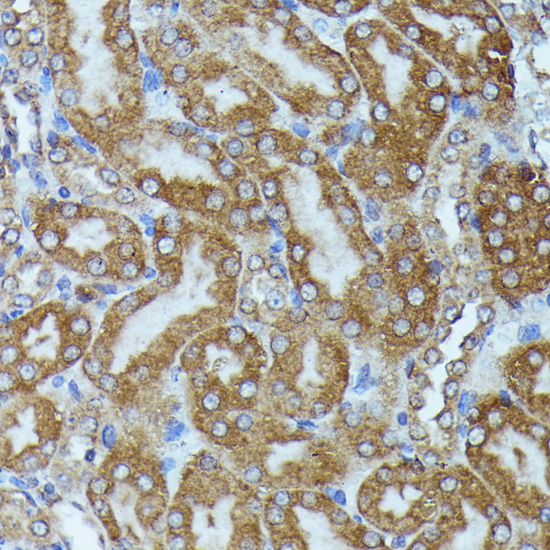 CKAP1 Antibody
