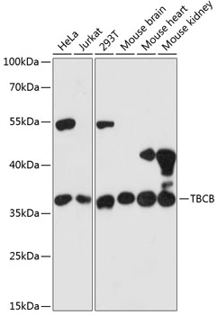 CKAP1 Antibody