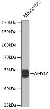 Salivary Amylase Alpha Antibody