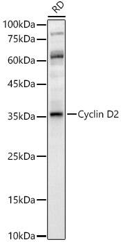 Cyclin D2 Antibody