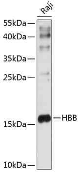 Hemoglobin beta Antibody