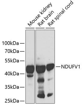 NDUFV1 Antibody