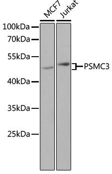 PSMC3 Antibody