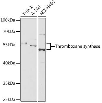 Thromboxane synthase Antibody