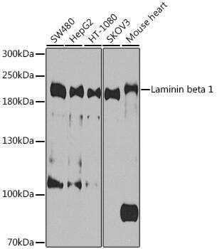 Laminin beta 1 Antibody